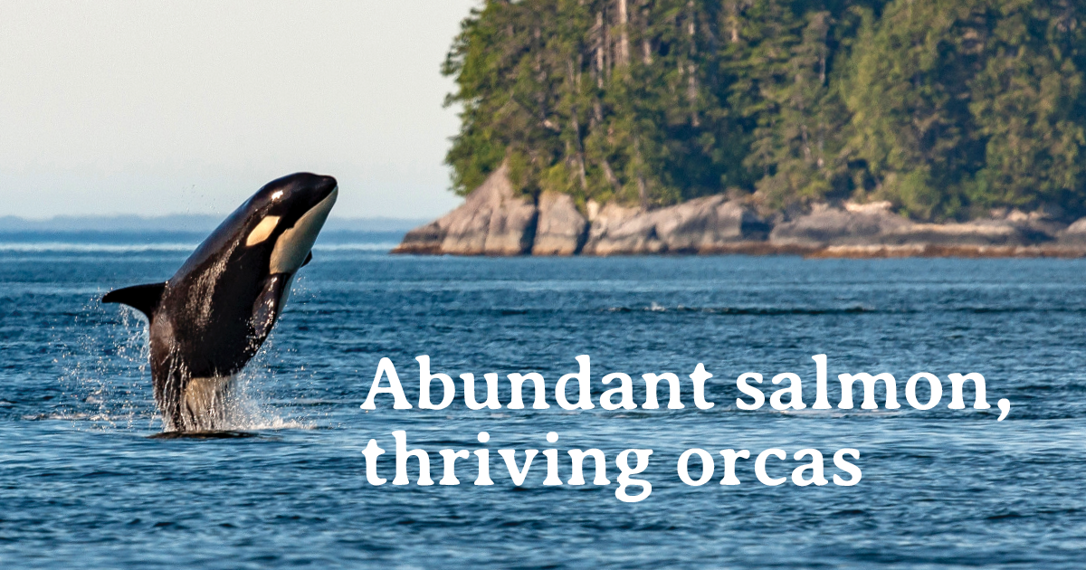 Image of an orca jumping out of the water with text that says 